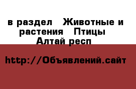  в раздел : Животные и растения » Птицы . Алтай респ.